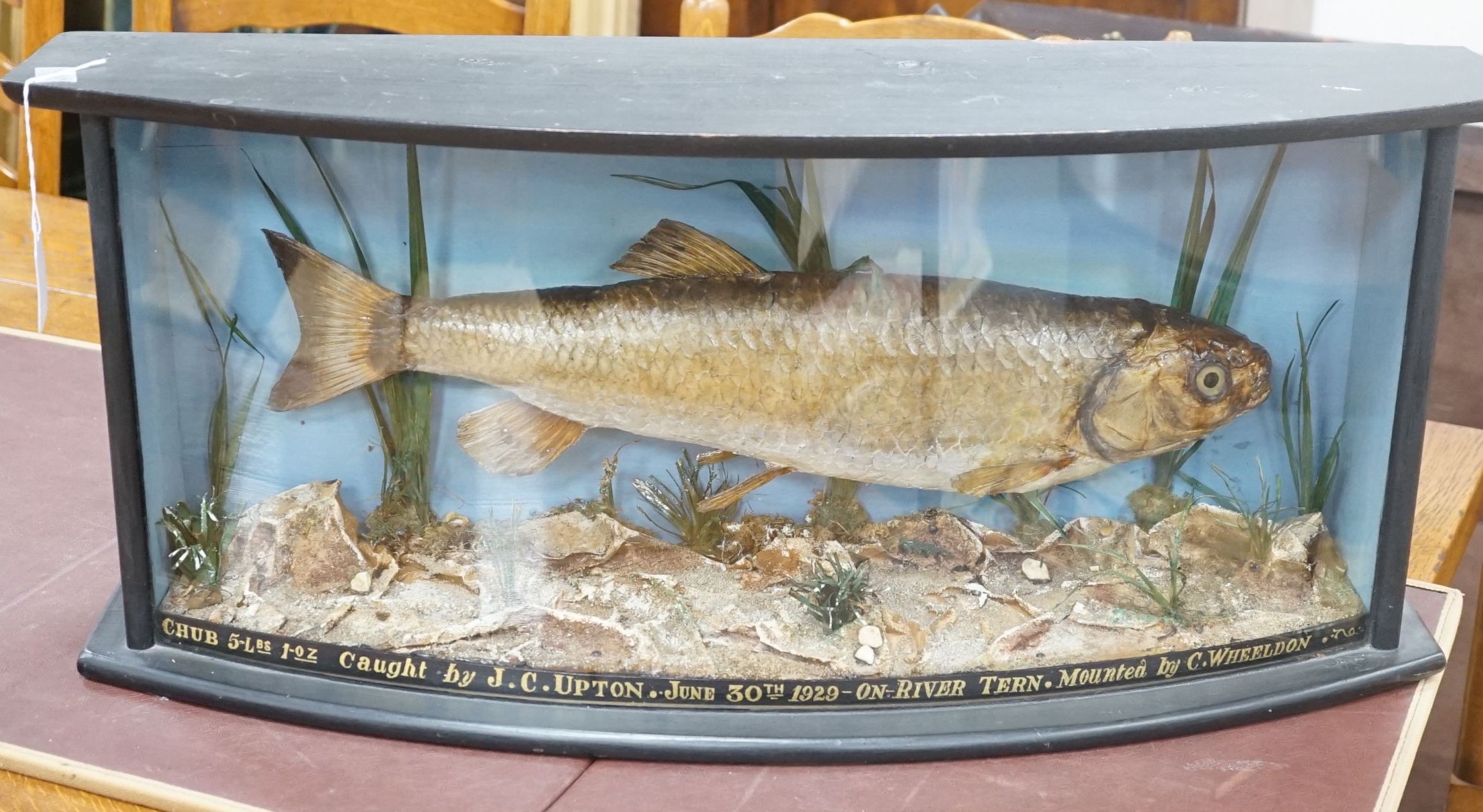 A cased taxidermy Chubb, caught on the river Tern by JC Upton, mounted by C. Wheeldon, 73 cms wide.